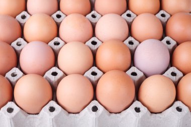 yumurta kağıt tepsisi