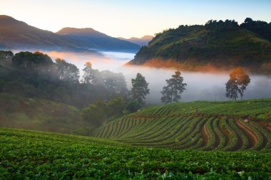 puslu sabah gündoğumu DOI angkhang Mountain çilek bahçesinde