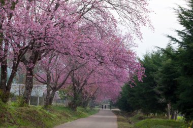 kiraz çiçeği yolu içinde chiangmai, Tayland.