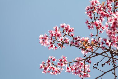 Sakura çiçek çiçek açan ağaçları Phulomlo: Loei Eyaleti, Tayland