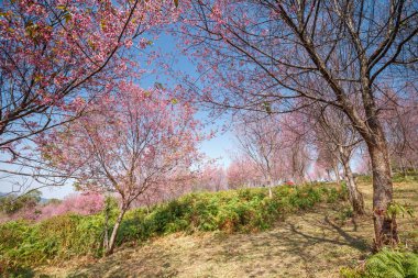 Sakura çiçek çiçek açan ağaçları Phulomlo: Loei Eyaleti, Tayland