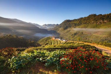 çay plantasyon DOI ang khang, chiang mai, Tayland