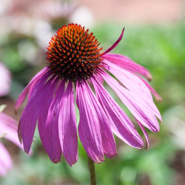 Mor Coneflowers (Echinacea), yakın çekim, seçici odak