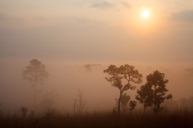 Mulk Salang Luang Milli Parkı: Phetchabun puslu sabah güneş doğarken