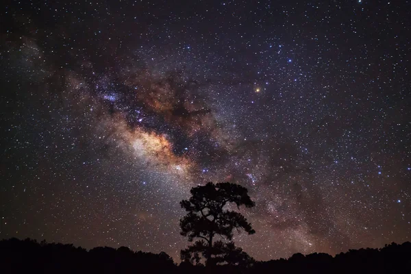 Gros plan sur la Voie lactée et la silhouette de tre — Photo