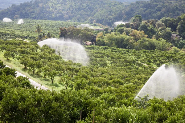 Watering orange in garden — Stock Photo, Image