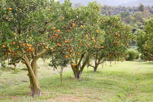 Bahçede portakal ağacı — Stok fotoğraf