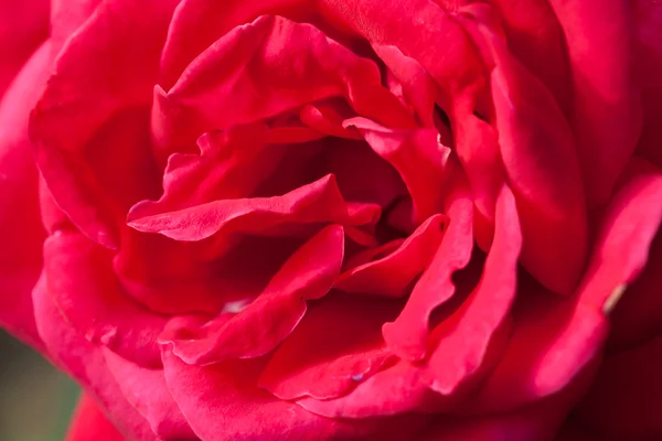 Nahaufnahme schöne Rose — Stockfoto