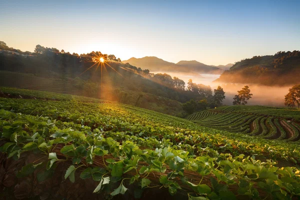 Misty morning sunrise in strawberry garden at Doi Angkhang mountain — Stock Photo, Image