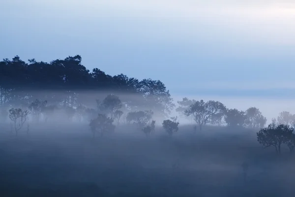 Туман в лісі в Khao kho Phetchabun, Таїланд — стокове фото