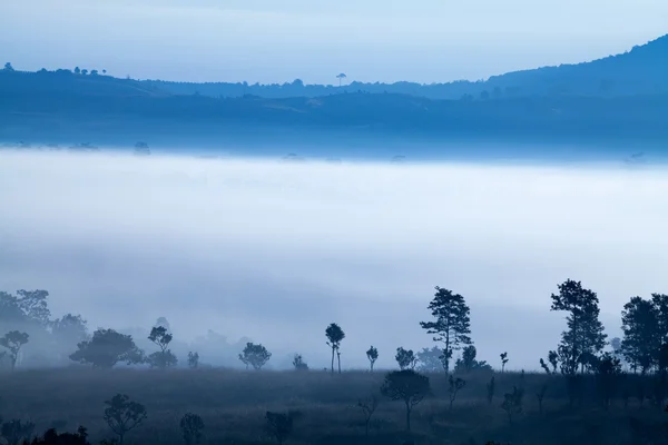 Nebel im Wald bei khao-kho phetchabun, Thailand — Stockfoto