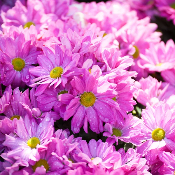 Linda de flores rosa crisântemo — Fotografia de Stock