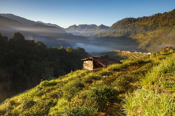 Herbata plantation w doi ang khang, chiang mai, Tajlandia — Zdjęcie stockowe