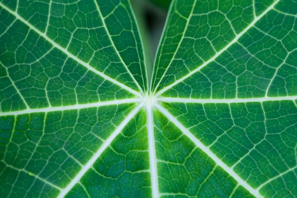 Close-up papaya leaf texture