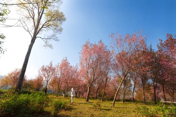 早晨日出支富 Lom 罗湖的粉色樱花 — 图库照片