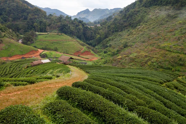 Tea plantation in the Doi Ang Khang, Chiang Mai, Thailand — Stock Photo, Image