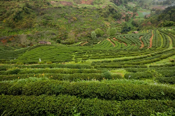 Чайная плантация в Дой Анг Кханге, Чиангмай, Таиланд — стоковое фото