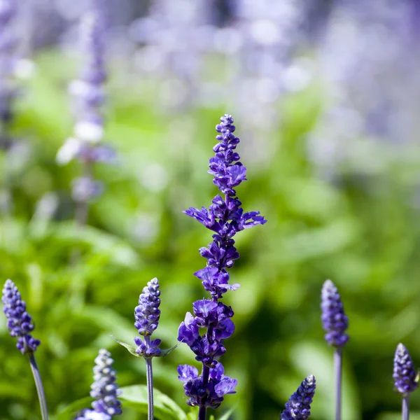 Lavender flowers, close-up, selective focus — Stock Photo, Image