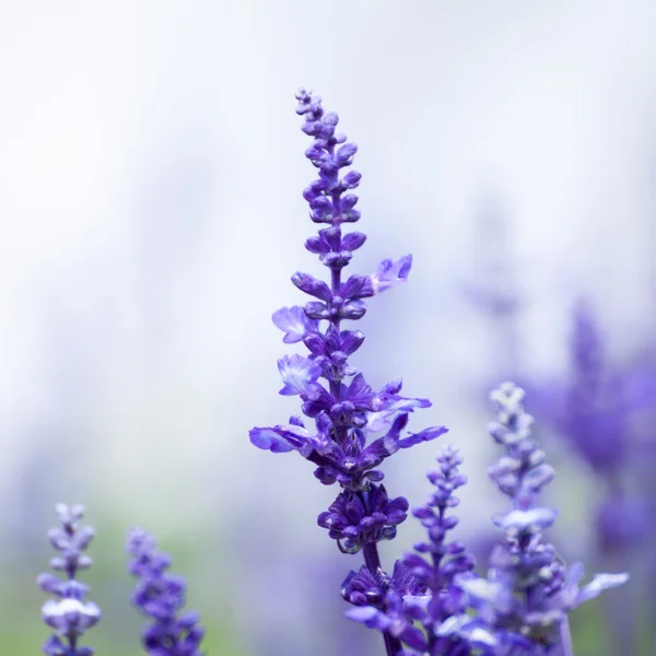 Lavender flowers, close-up, selective focus — Stock Photo, Image