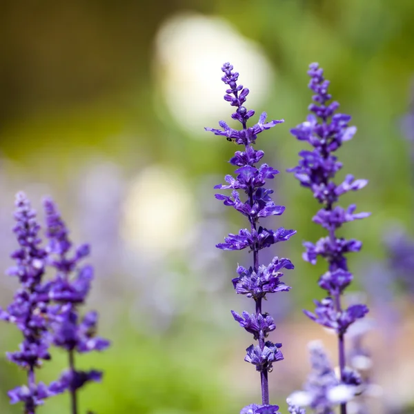 Lavender flowers, close-up, selective focus — Stock Photo, Image