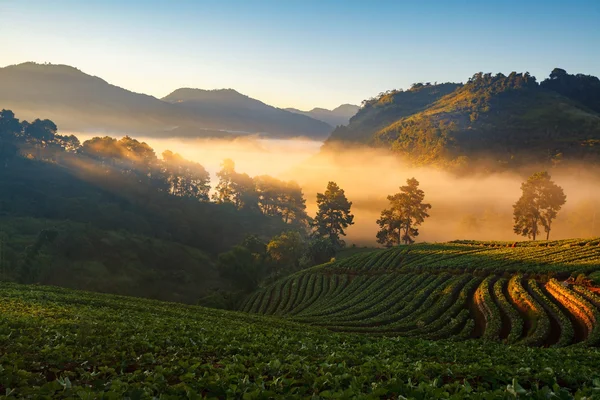 Amanecer brumosa mañana en el jardín de fresas en la montaña doi angkhang — Foto de Stock