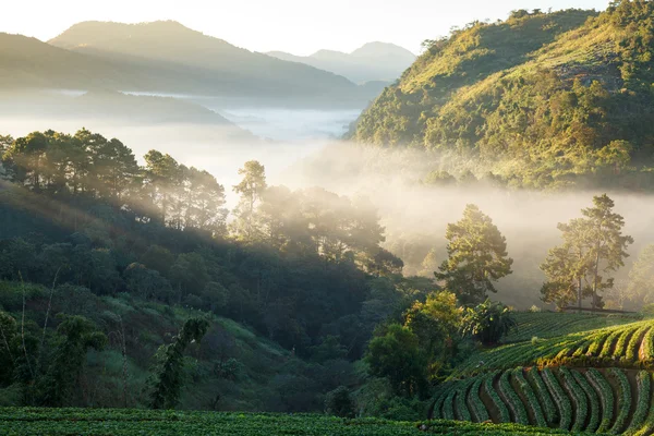 Nebuloso amanhecer no jardim de morango na montanha doi angkhang — Fotografia de Stock