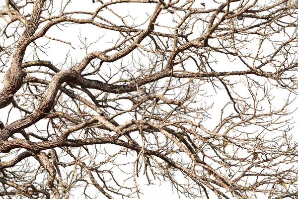 Ağaç dal çıplak gövdeleri ve branche ile — Stok fotoğraf