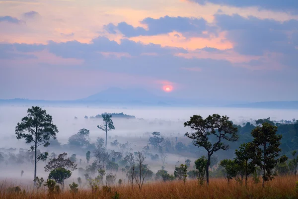 Misty amanecer de la mañana en el Parque Nacional Thung Salang Luang Phetchabun — Foto de Stock