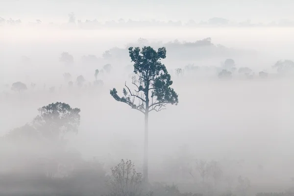 Nebel im Wald im Thung Salang Luang Nationalpark Phetchabun — Stockfoto