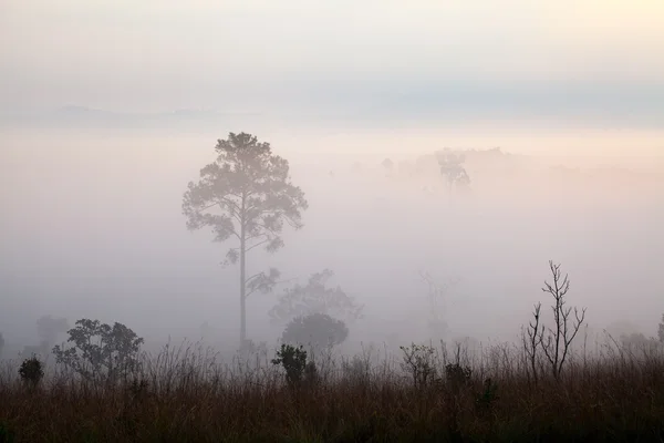 Orman Mulk Salang Luang Milli Parkı: Phetchabun, siste — Stok fotoğraf