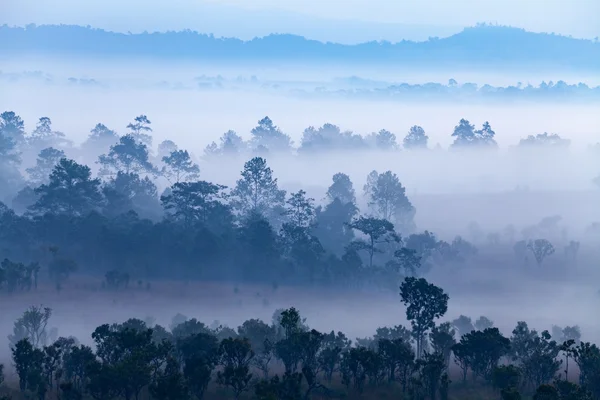 Niebla en el bosque en el Parque Nacional Thung Salang Luang Phetchabun — Foto de Stock