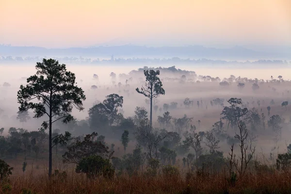 Nebliger Morgensonnenaufgang im Thung Salang Luang Nationalpark Phetchabun — Stockfoto