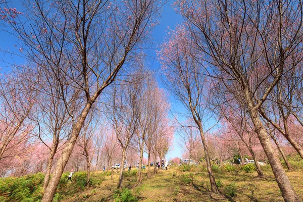 사쿠라 꽃 Phulomlo로이 지방, 태국에서 꽃을 피 — 스톡 사진