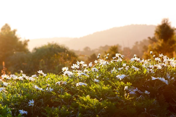 Beautiful white chrysanthemum flowers with bokeh in morning — Stock Photo, Image
