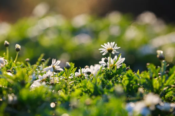 朝のボケ味を持つ美しい白い菊の花 — ストック写真
