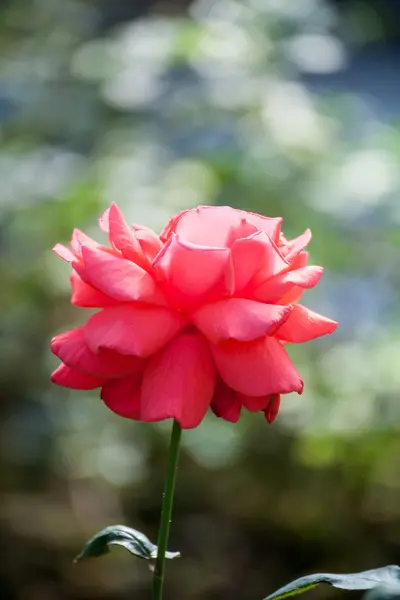 Close up of pink rose with bokeh background — Stock Photo, Image