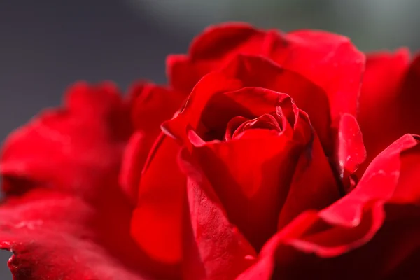 Close up of red rose with blur background — Stock Photo, Image