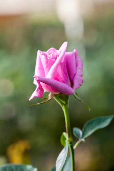 Close up of pink rose with bokeh background — Stock Photo, Image