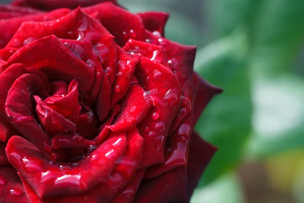 Close-up beautiful rose with water drops — Stock Photo, Image