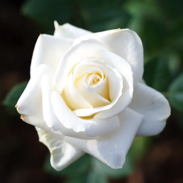 Nahaufnahme der Weißen Rose — Stockfoto