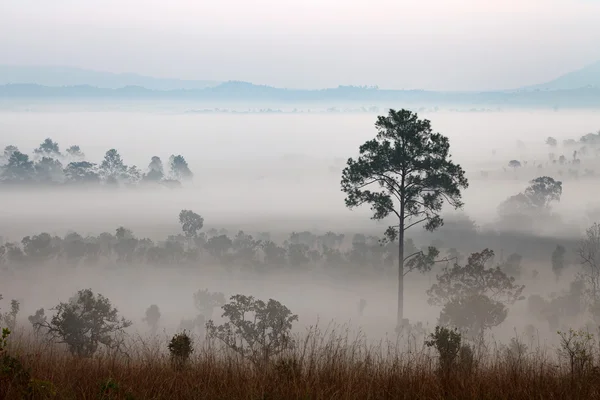 Orman Mulk Salang Luang Milli Parkı: Phetchabun, siste — Stok fotoğraf