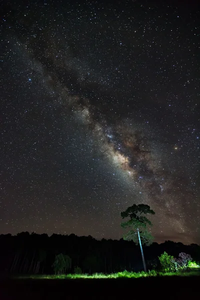 Silhuett av träd med moln och Vintergatan på Phu Hin Rong Kla — Stockfoto