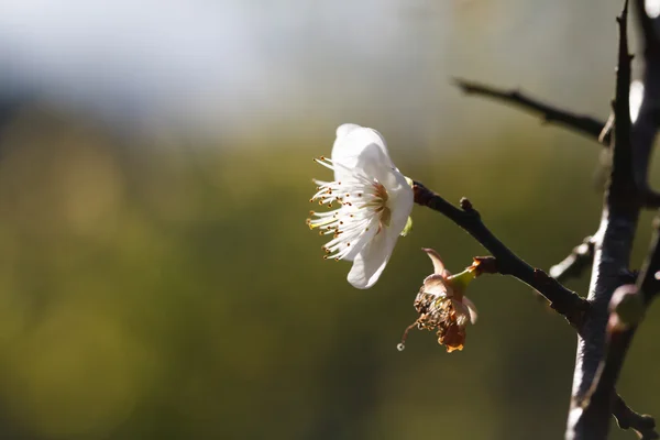 Flores de ciruela en flor — Foto de Stock