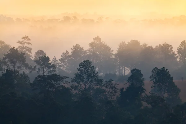 Nebel im Wald im Thung Salang Luang Nationalpark Phetchabun — Stockfoto