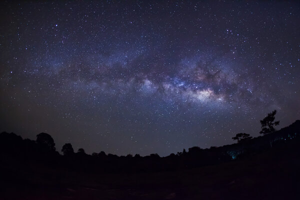 Галактика Млечного Пути и силуэт дерева.
