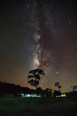Silhouette ağaç ve Samanyolu, uzun pozlama fotoğraf