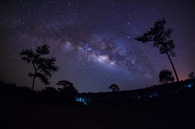Ağaç ve Samanyolu silüeti. Uzun pozlama fotoğraf