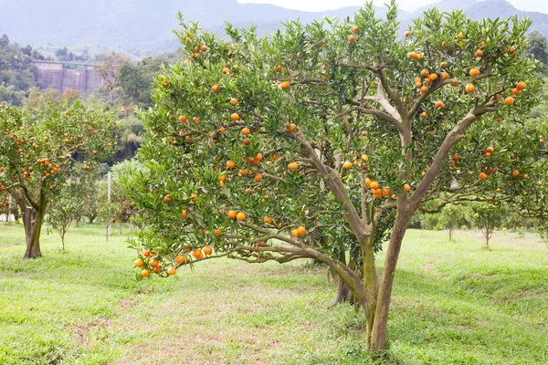 Färsk apelsin på anläggningen, orange träd — Stockfoto