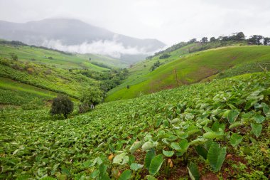 dağlar, phechaboon Tayland alanında Taro