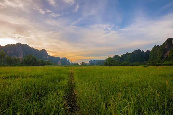 Paesaggio. Montagna con risaia verde durante il tramonto a Phits — Foto Stock